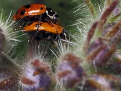 kleine Garten Monster