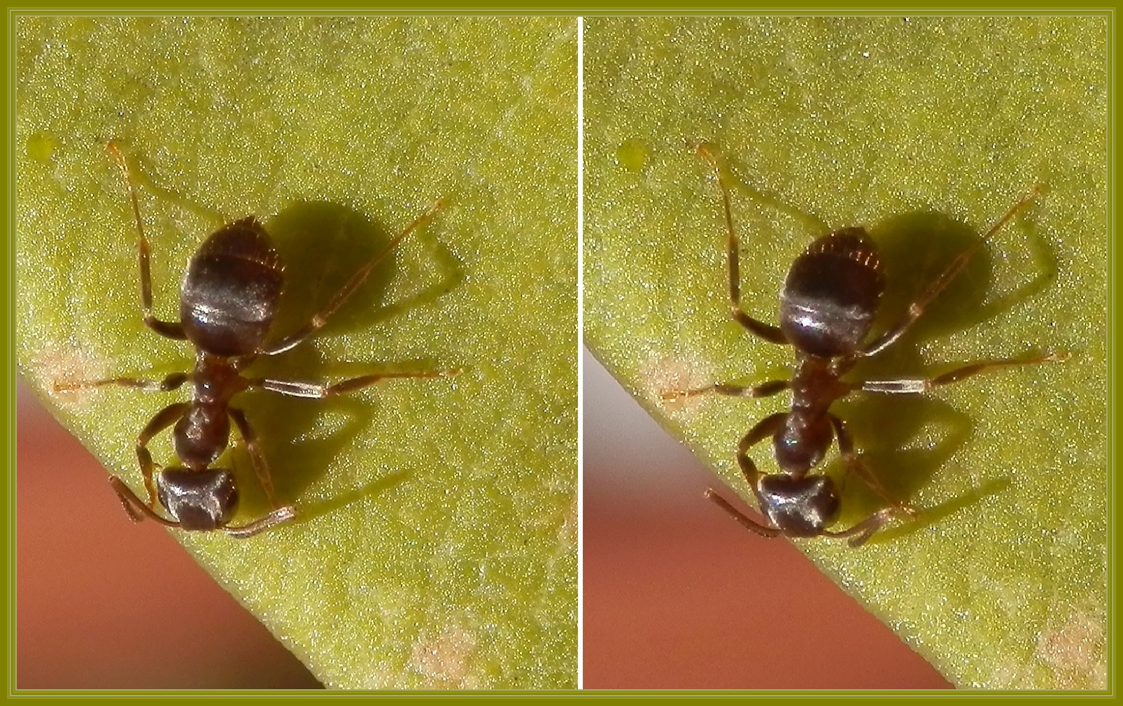 Kleine Gartenameise