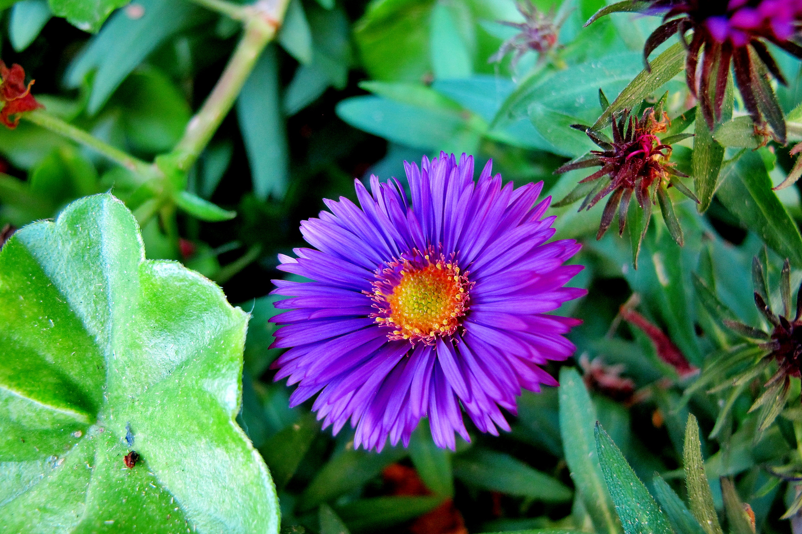 kleine gartenfreude