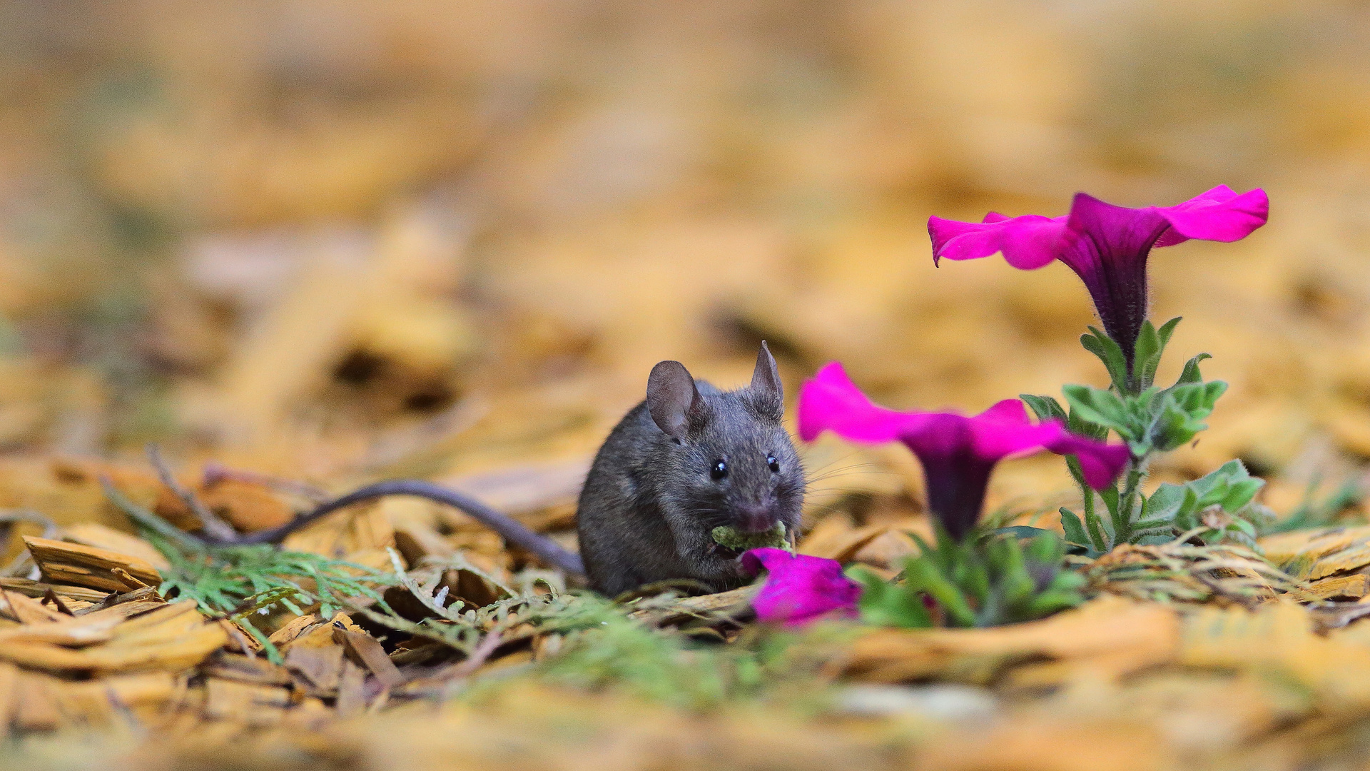 kleine Gartenmaus