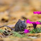 kleine Gartenmaus