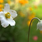 Kleine Gartenromantik