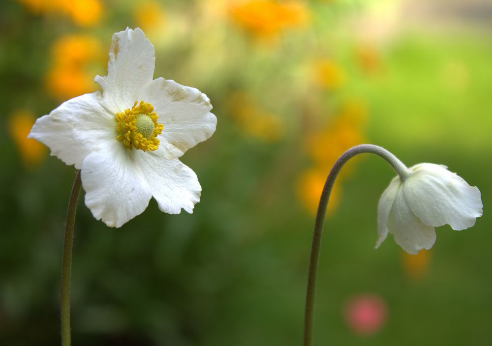 Kleine Gartenromantik