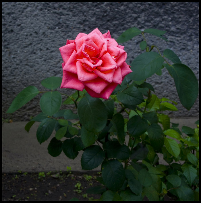 Kleine Gartenrose