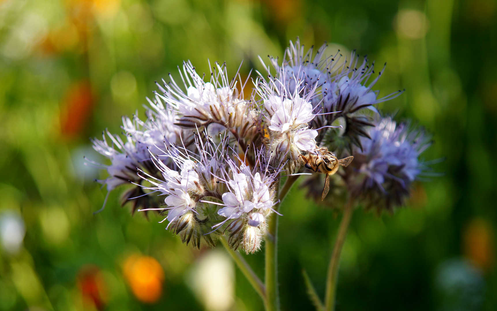 Kleine Gartenschau in Mühlacker - Wildblumen