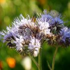 Kleine Gartenschau in Mühlacker - Wildblumen