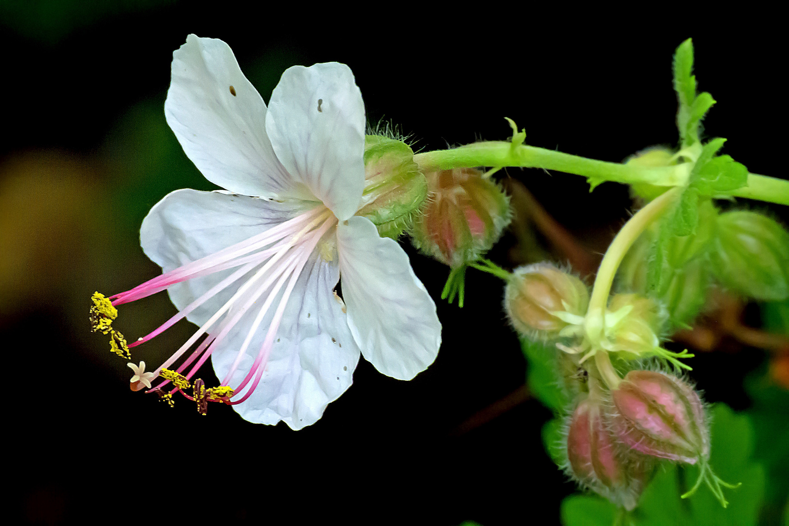 kleine Gartenschönheit