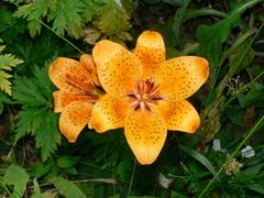 Kleine Gartensonne - versteckt im Gemüsebeet