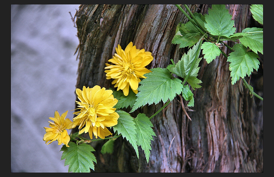 kleine gartensonnen