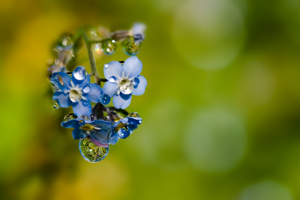 kleine Gartenwelt 1