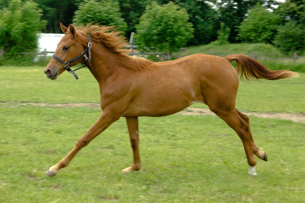 kleine Gazelle