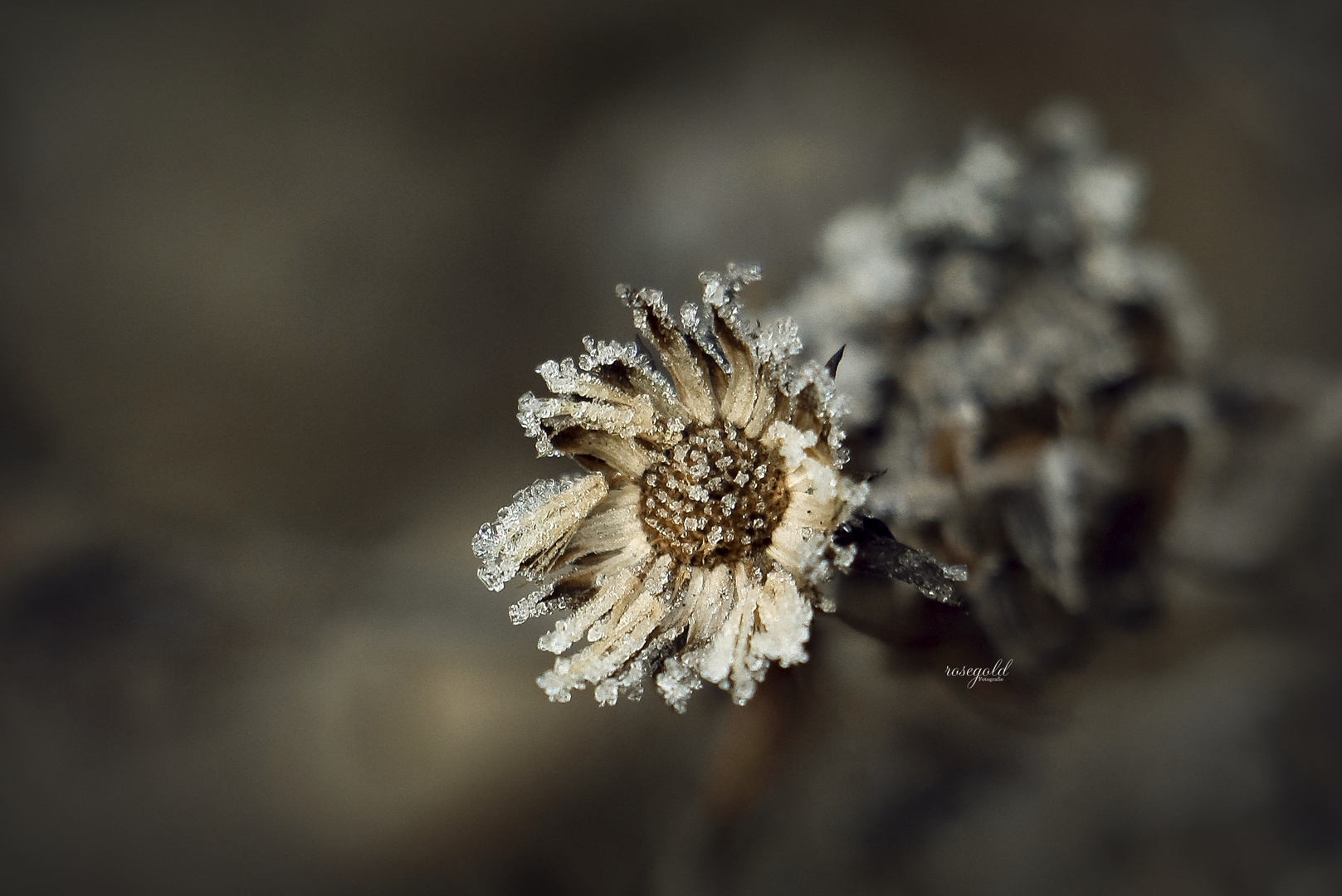 Kleine gefrorene Blüte