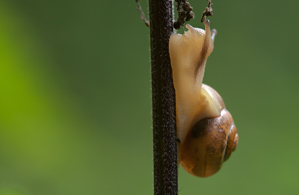 Kleine Gehäuseschnecke