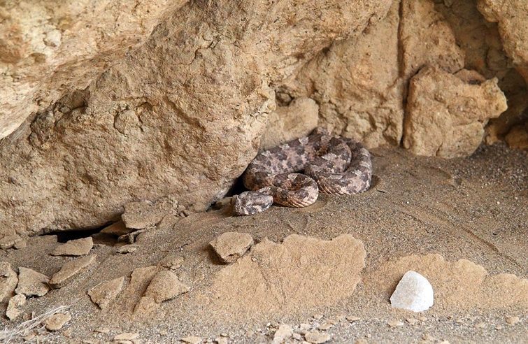 Kleine gehörnte Puffoter ( Bitis caudalis)