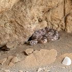 Kleine gehörnte Puffoter ( Bitis caudalis)