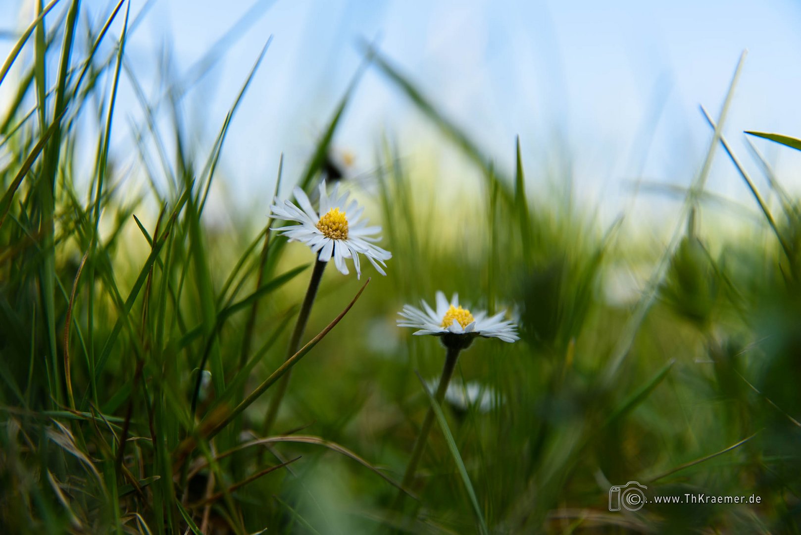 Kleine Gelb Weiße Blumen D75_4683-2