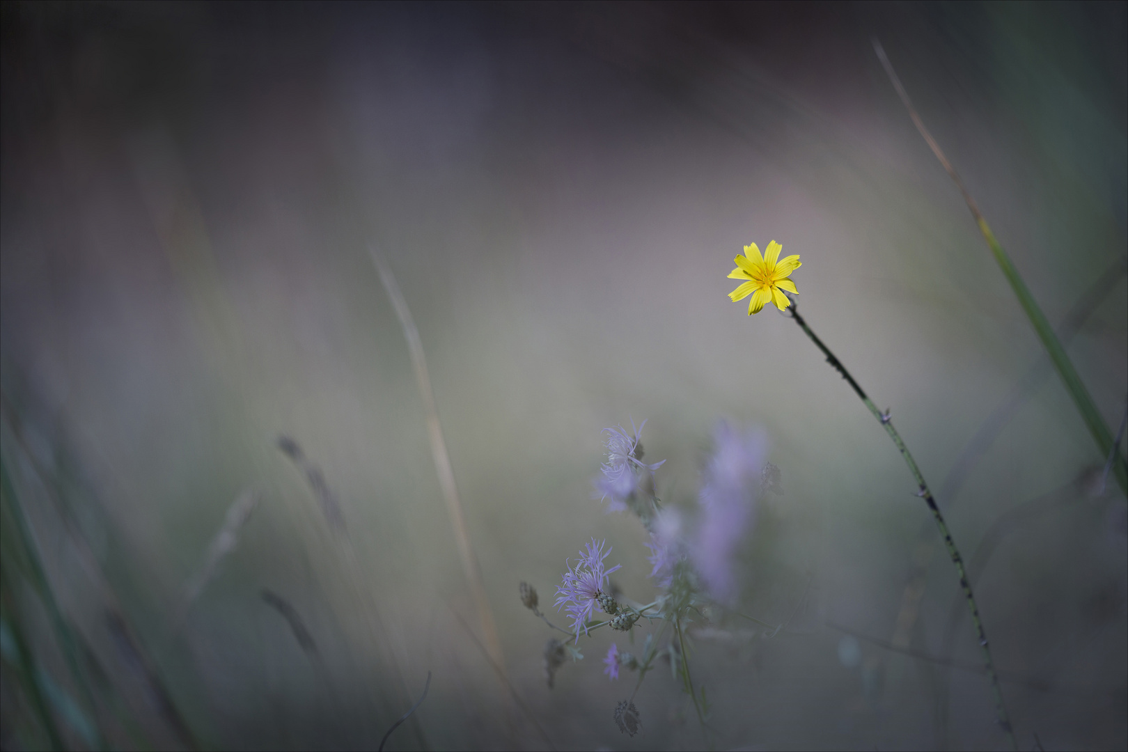 Kleine gelbe Blüte...