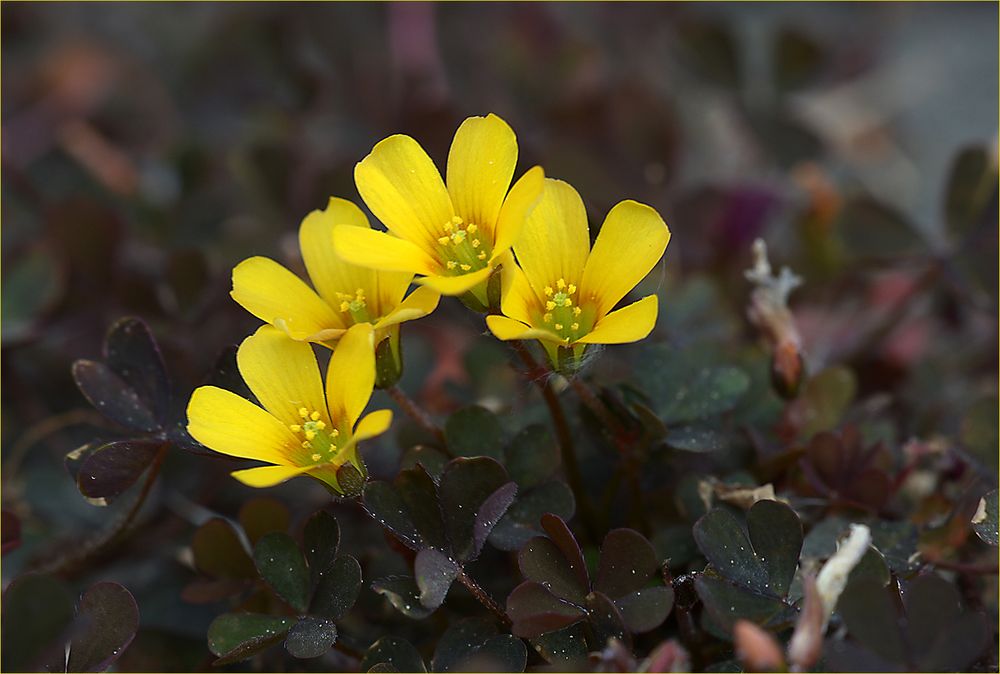 kleine gelbe Blüten