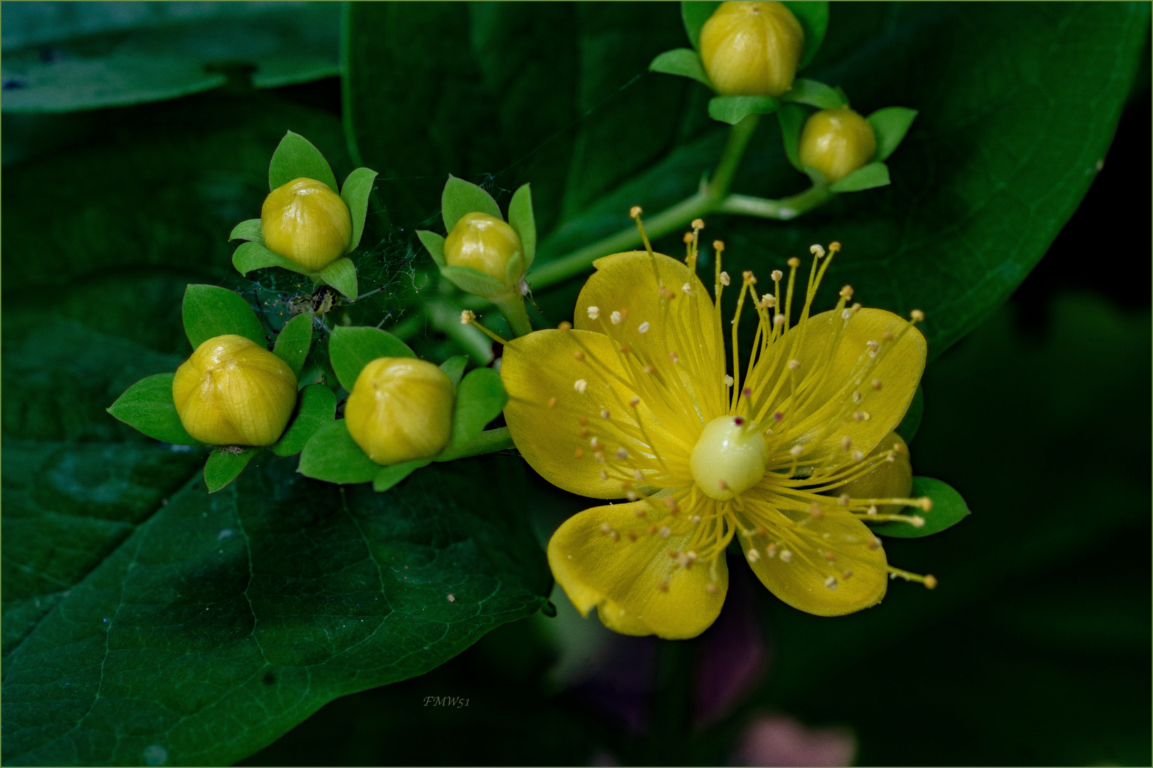 kleine gelbe Blüten direkt an unserem Gartenzaun