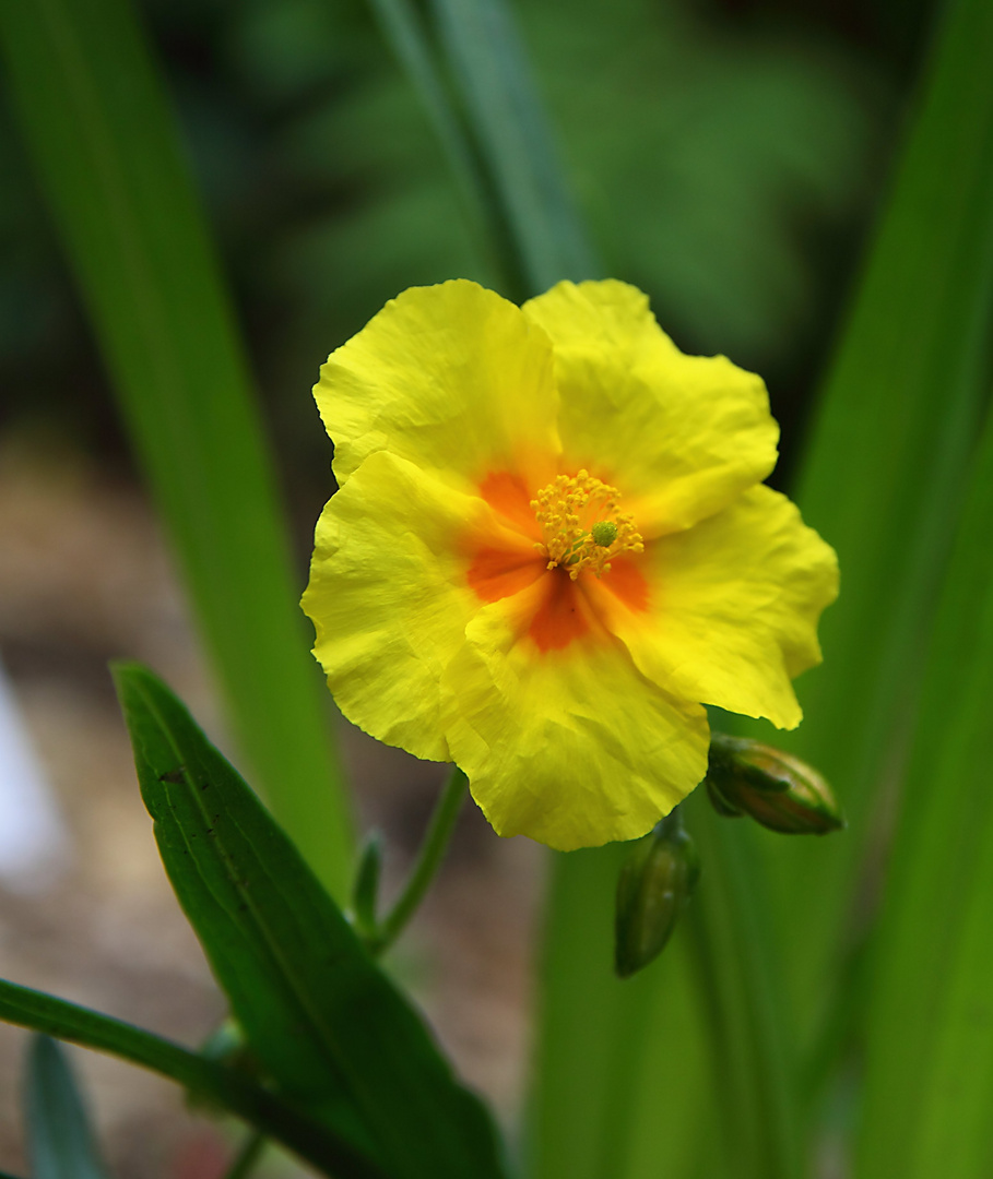 kleine gelbe Blume