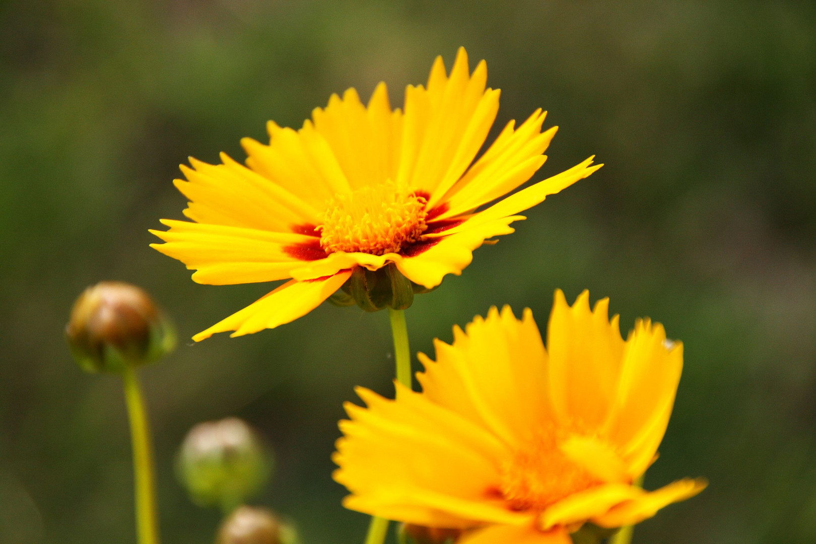 kleine gelbe Blume