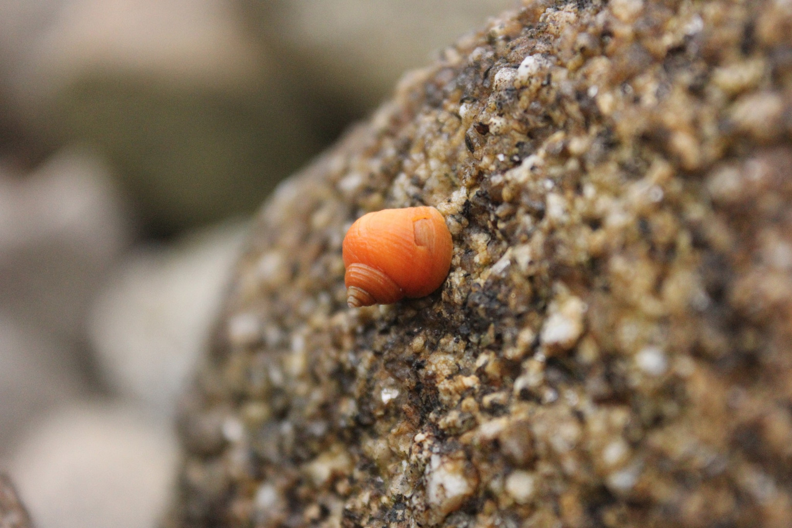 Kleine gelbe Felsenstrandschnecke