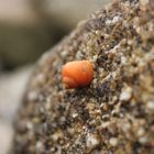 Kleine gelbe Felsenstrandschnecke