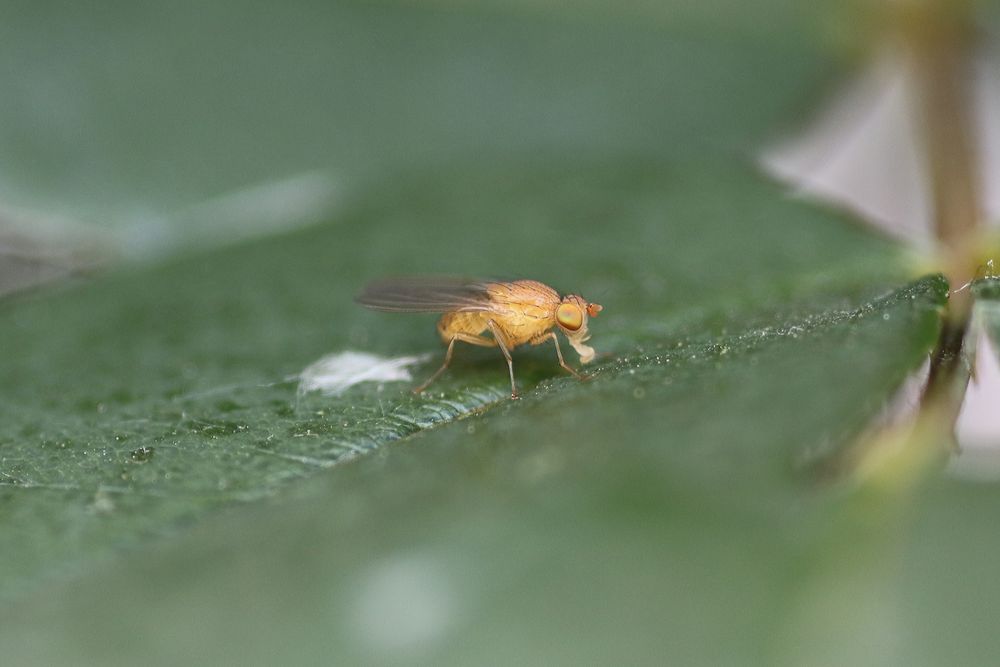 kleine gelbe Fliege