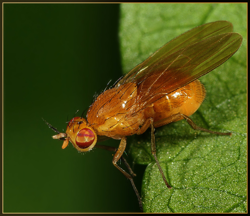 Kleine gelbe Fliege