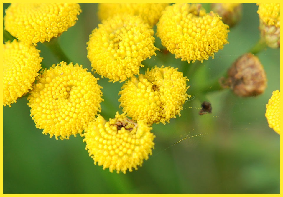 kleine gelbe Herbstblümchen