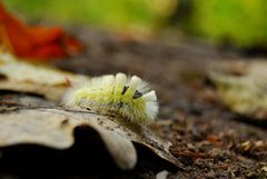 kleine gelbe Raupe