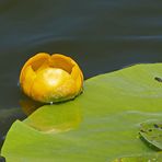 kleine gelbe Schüssel