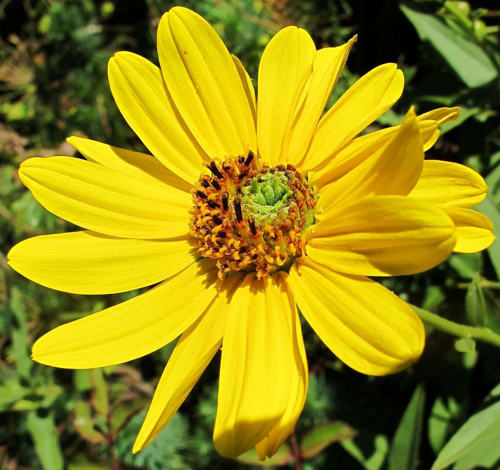 Kleine gelbe Sonne in der Sonne....