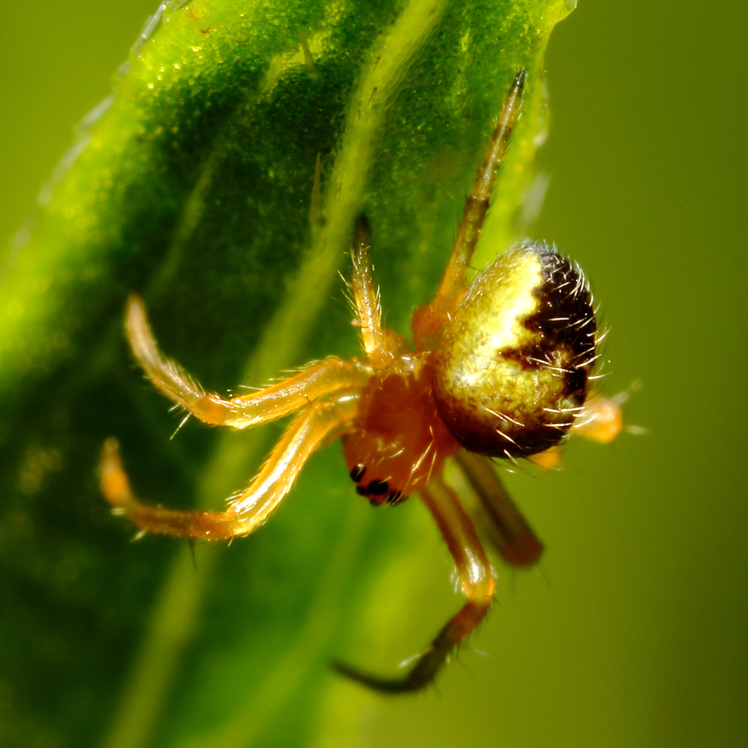 Kleine gelbe Spinne