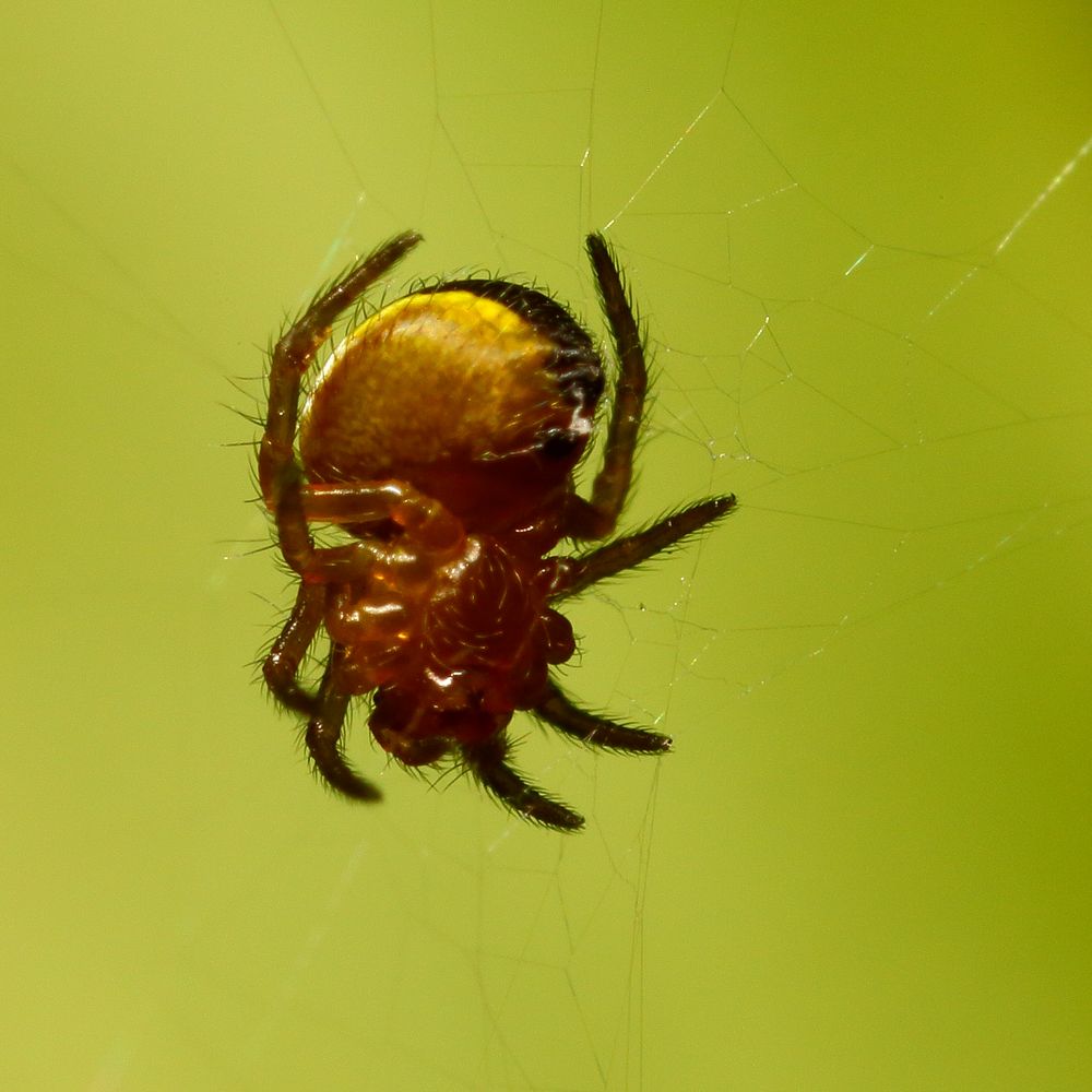 Kleine gelbe Spinne