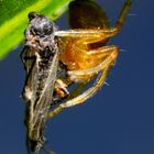 Kleine gelbe Spinne mit Beute