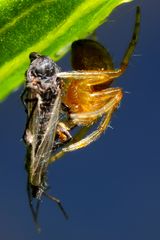 Kleine gelbe Spinne mit Beute