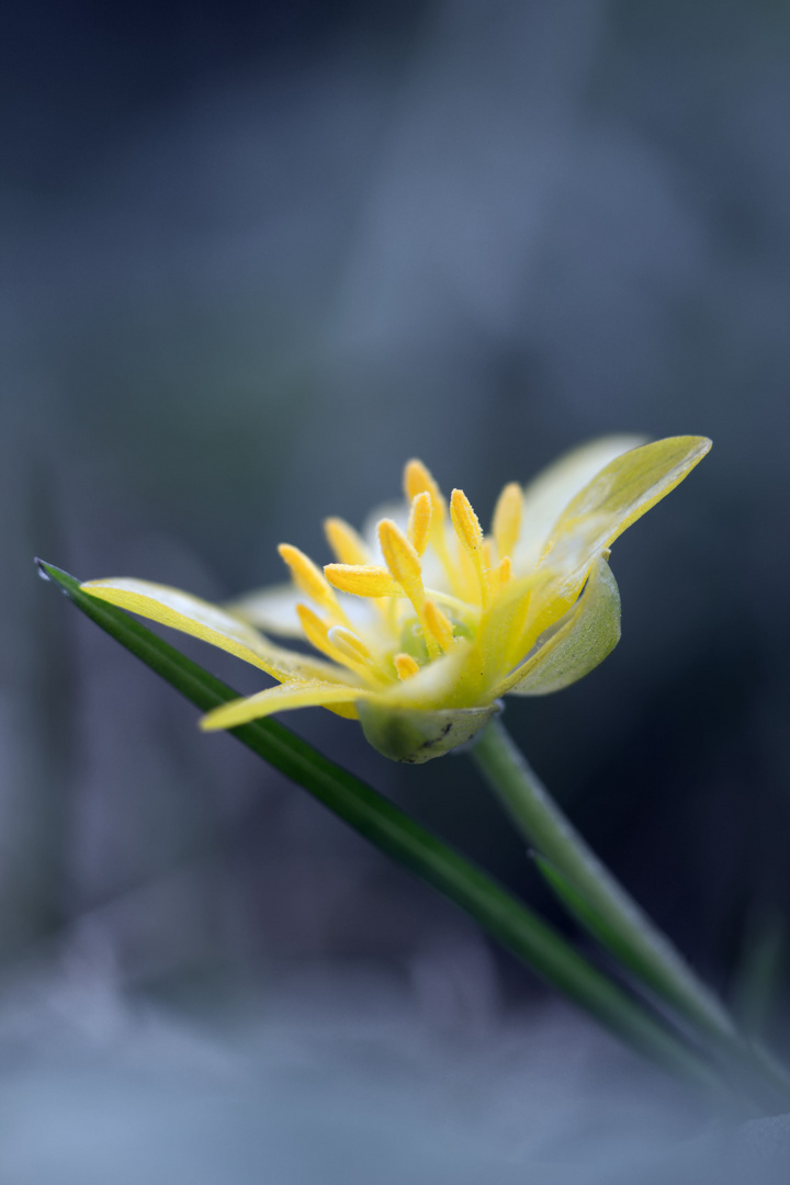 kleine Gelbe unbekannt