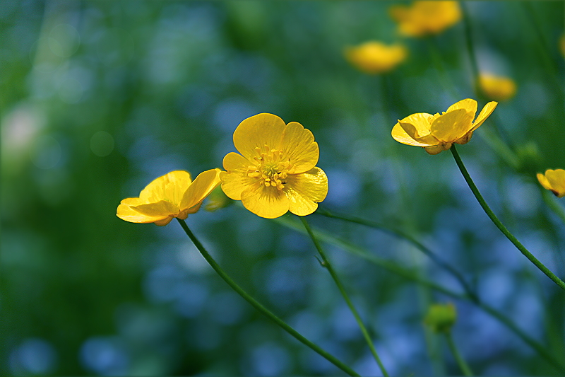 kleine gelbe Wiesenblume