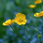 kleine gelbe Wiesenblume