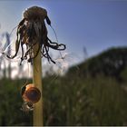 Kleine Gemeine Haarschnecke (Trochulus hispidus) ...