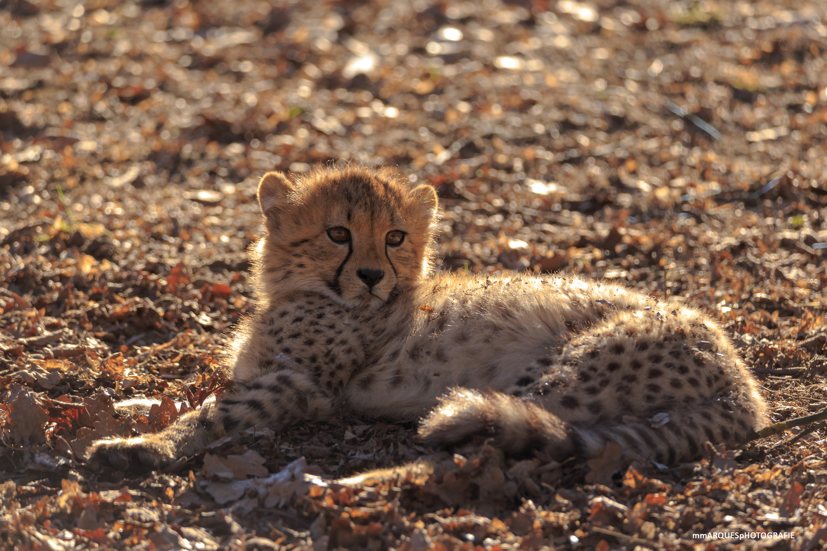 kleine Gepard