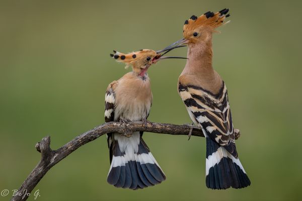 Kleine Geschenke erhöhen die Freundschaft. :-)