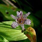 Kleine getigerte Blüte