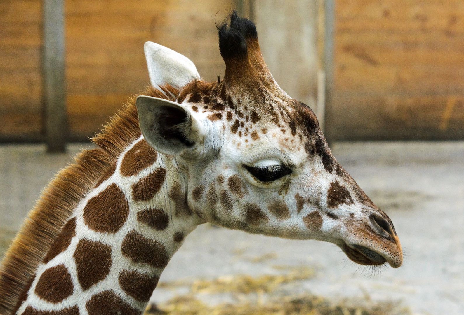 "Kleine" Giraffe