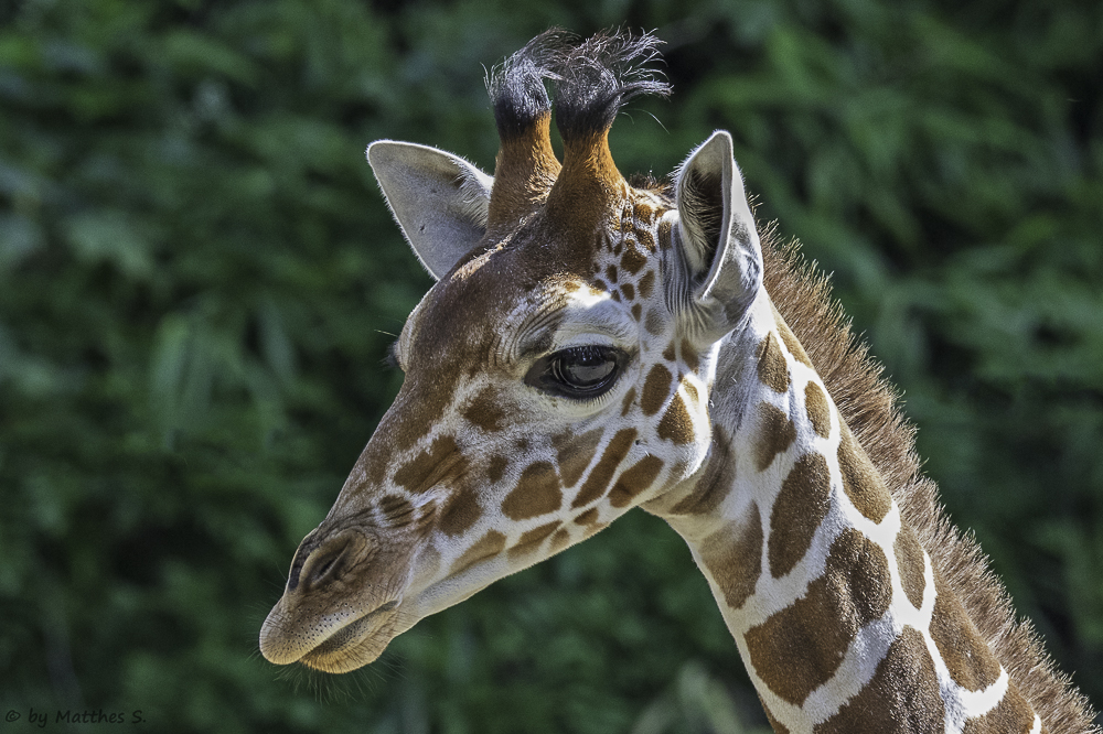 kleine Giraffe