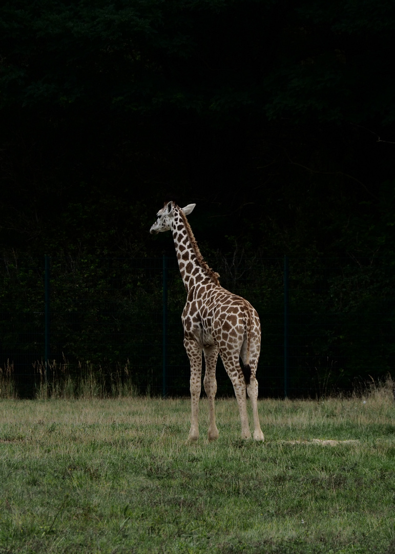 Kleine Giraffe