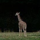 Kleine Giraffe