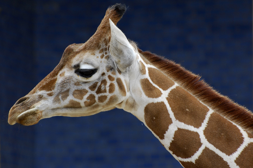 kleine Giraffe