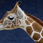 kleine Giraffe